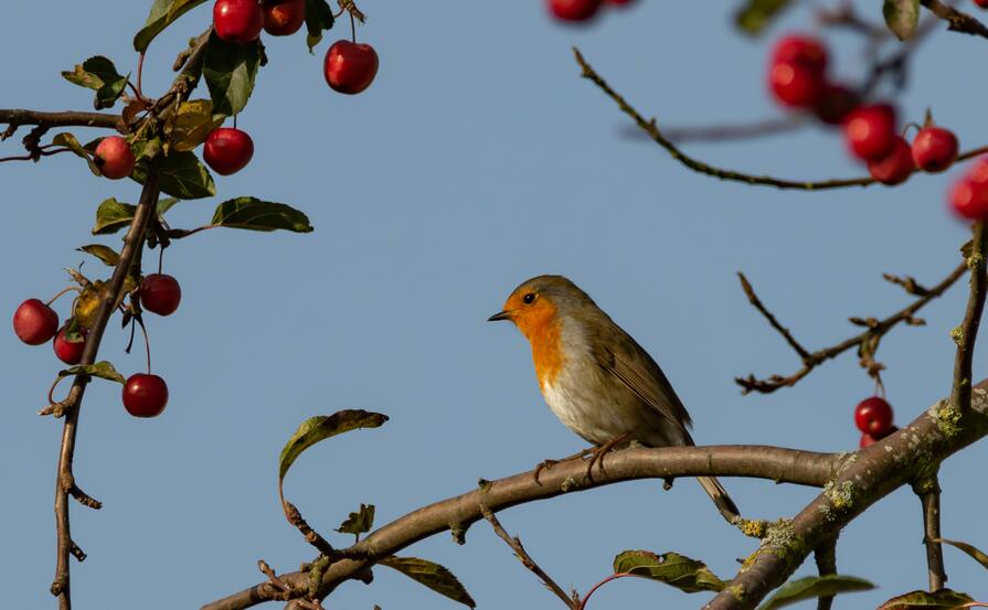 Kleiner Vogel in Kirschbaum